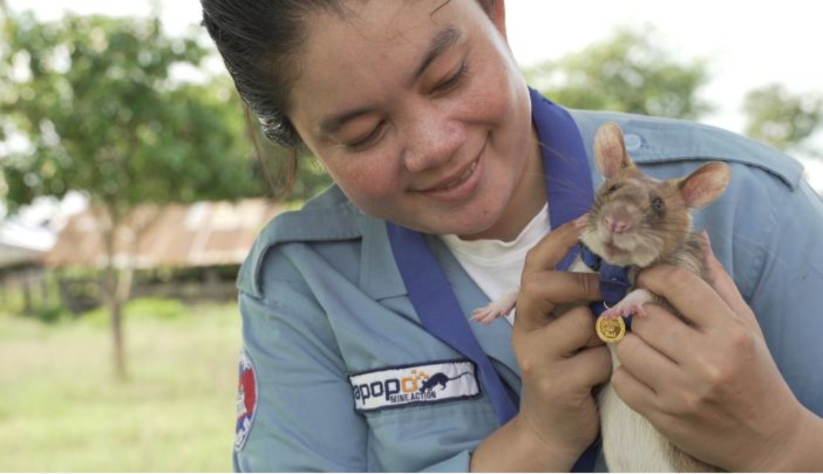 منح فأر إفريقي ميدالية ذهبية في كمبوديا لقيامه بعمل إنساني