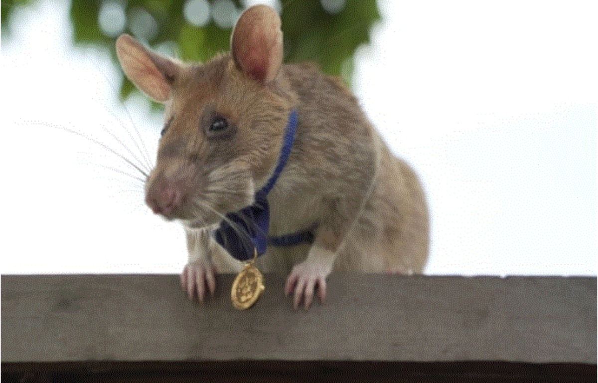 منح فأر إفريقي ميدالية ذهبية في كمبوديا لقيامه بعمل إنساني