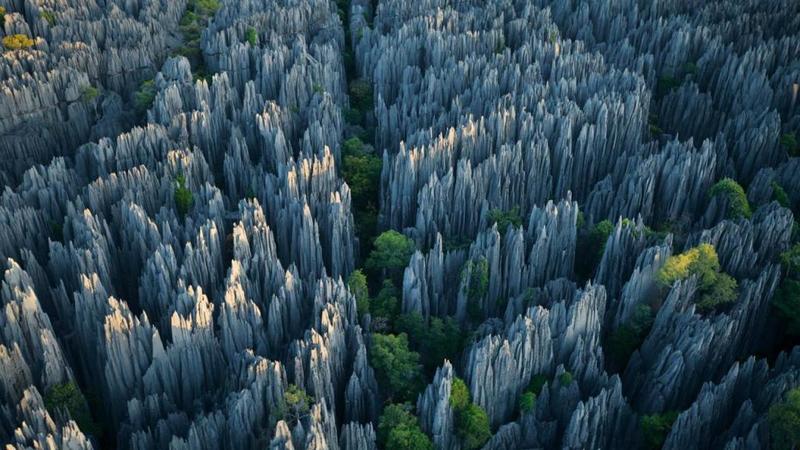 الغابات الحجرية | سبب التسمية وعوامل التشكّل والتكوين 1