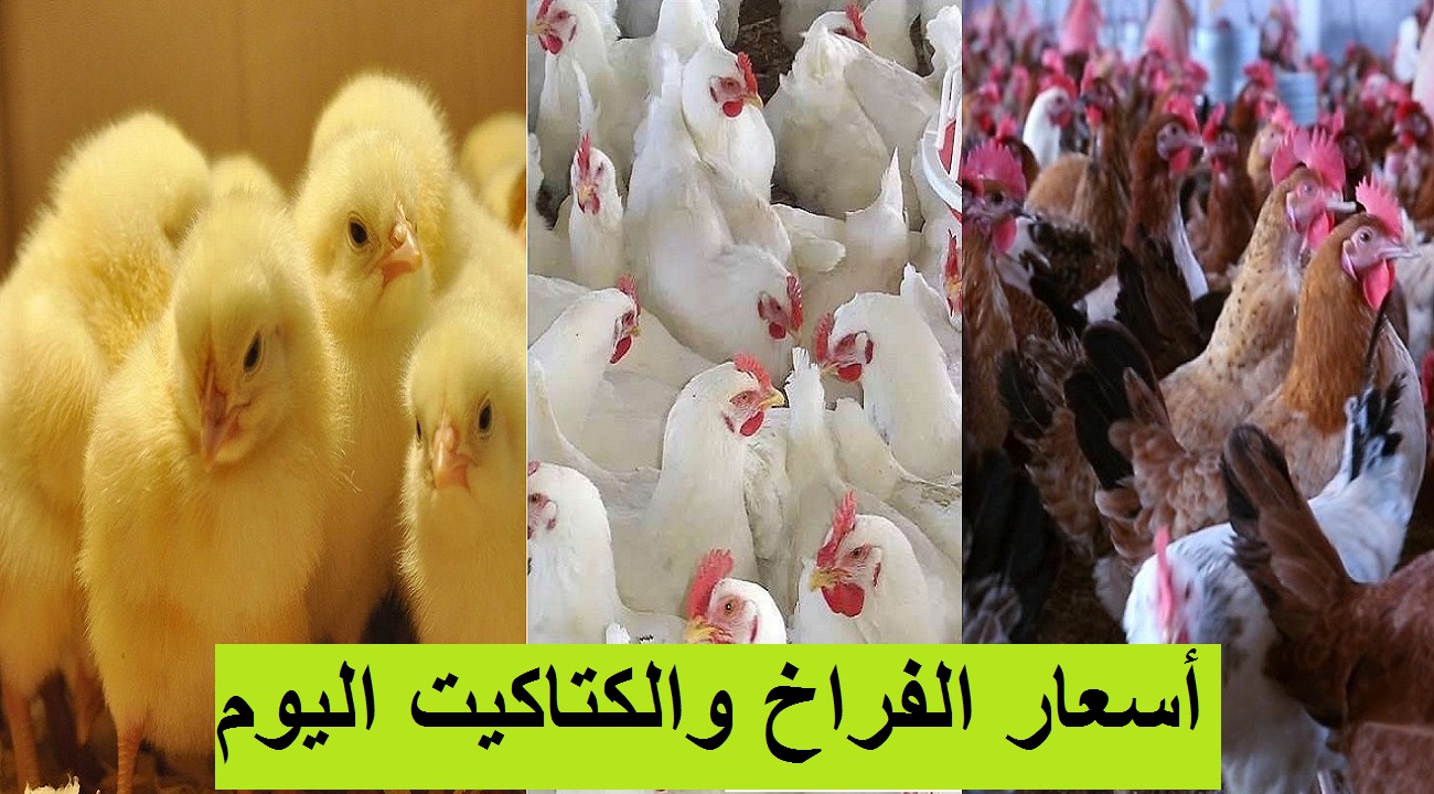 بورصة الدواجن.. سعر الفراخ اليوم الأحد 7 مارس 2021 "البيضاء والساسو" وسعر الكتكوت الأبيض 4