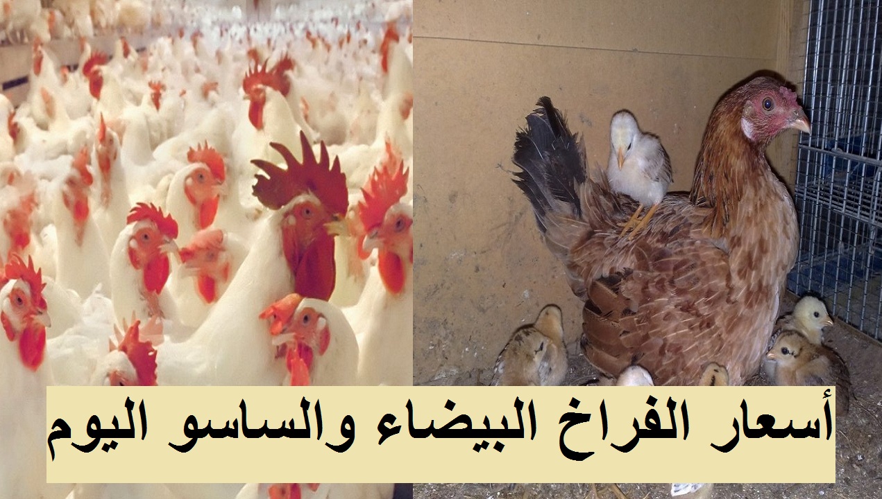 سعر الفراخ اليوم الأربعاء 29 ديسمبر 2021 بعد ارتفاع أسعار البيض 45