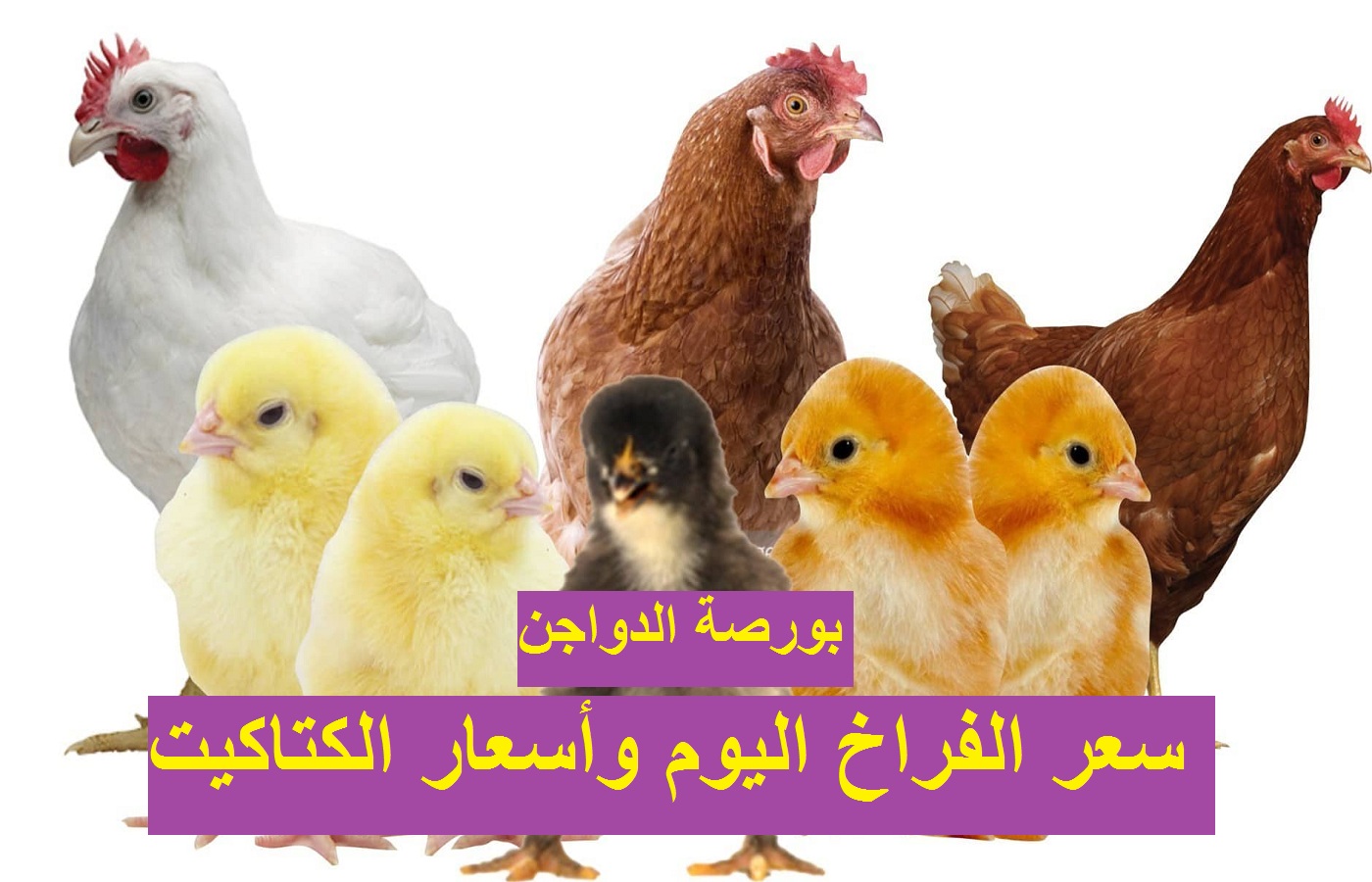 سعر الفراخ اليوم الأربعاء 29 ديسمبر 2021 بعد ارتفاع أسعار البيض 49
