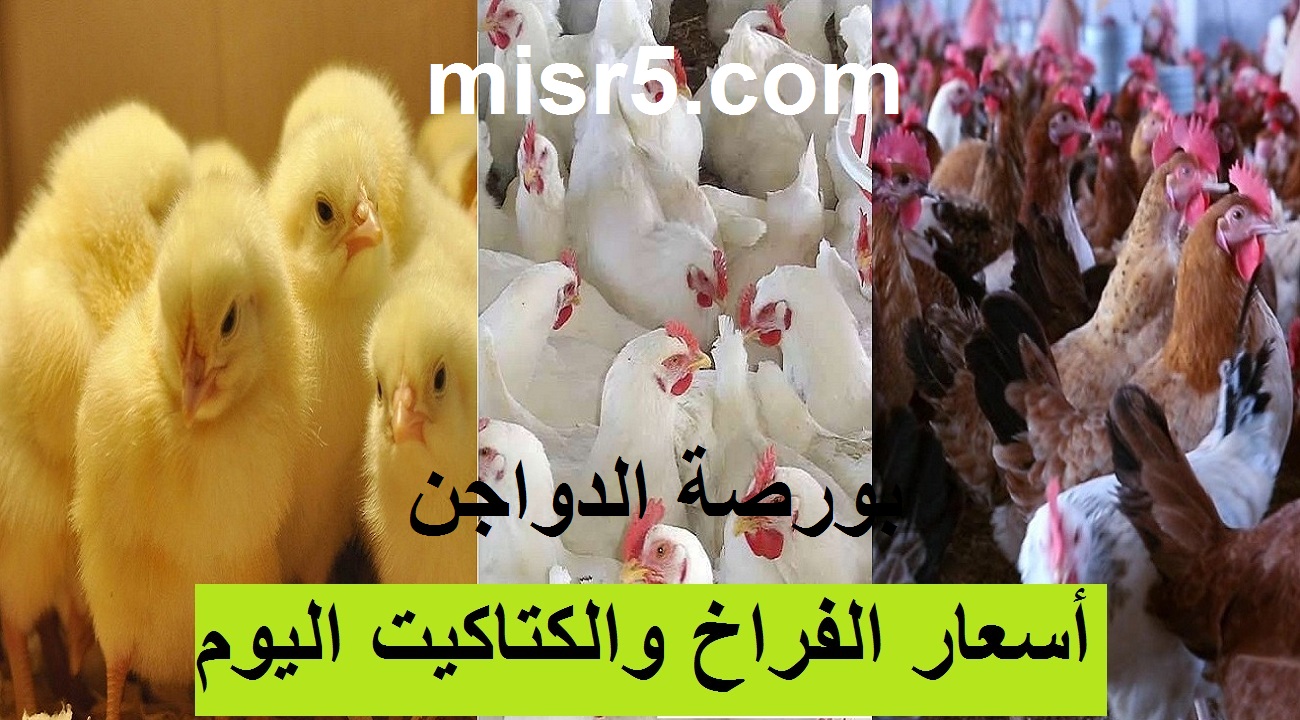 بورصة الدواجن.. أسعار الفراخ البيضاء والساسو والكتاكيت اليوم الجمعة 4 يونيو