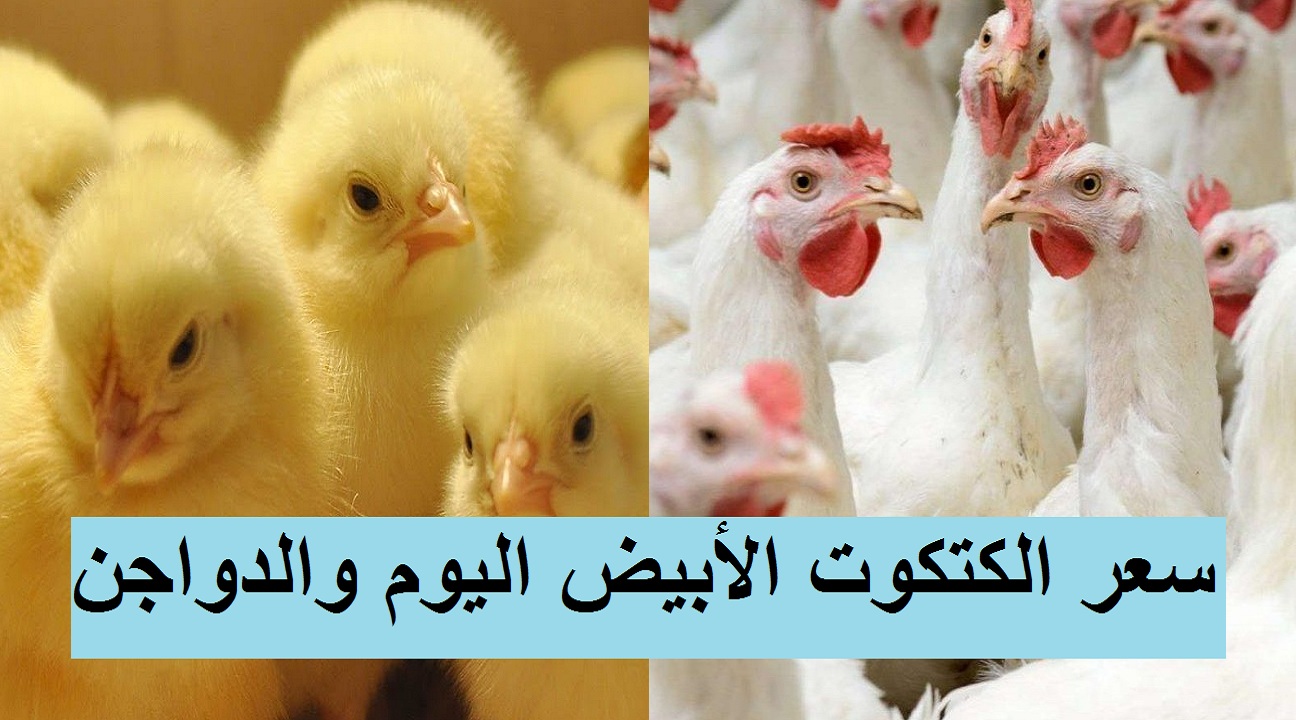 سعر الفراخ البيضاء اليوم الأحد 9 يناير 2022 وأسعار الساسو والأمهات 27