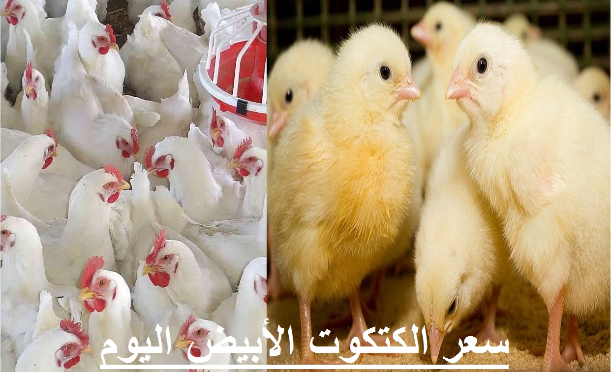 سعر الفراخ اليوم الإثنين 2 أغسطس في بورصة الدواجن وسعر الكتكوت الأبيض والبيض 1