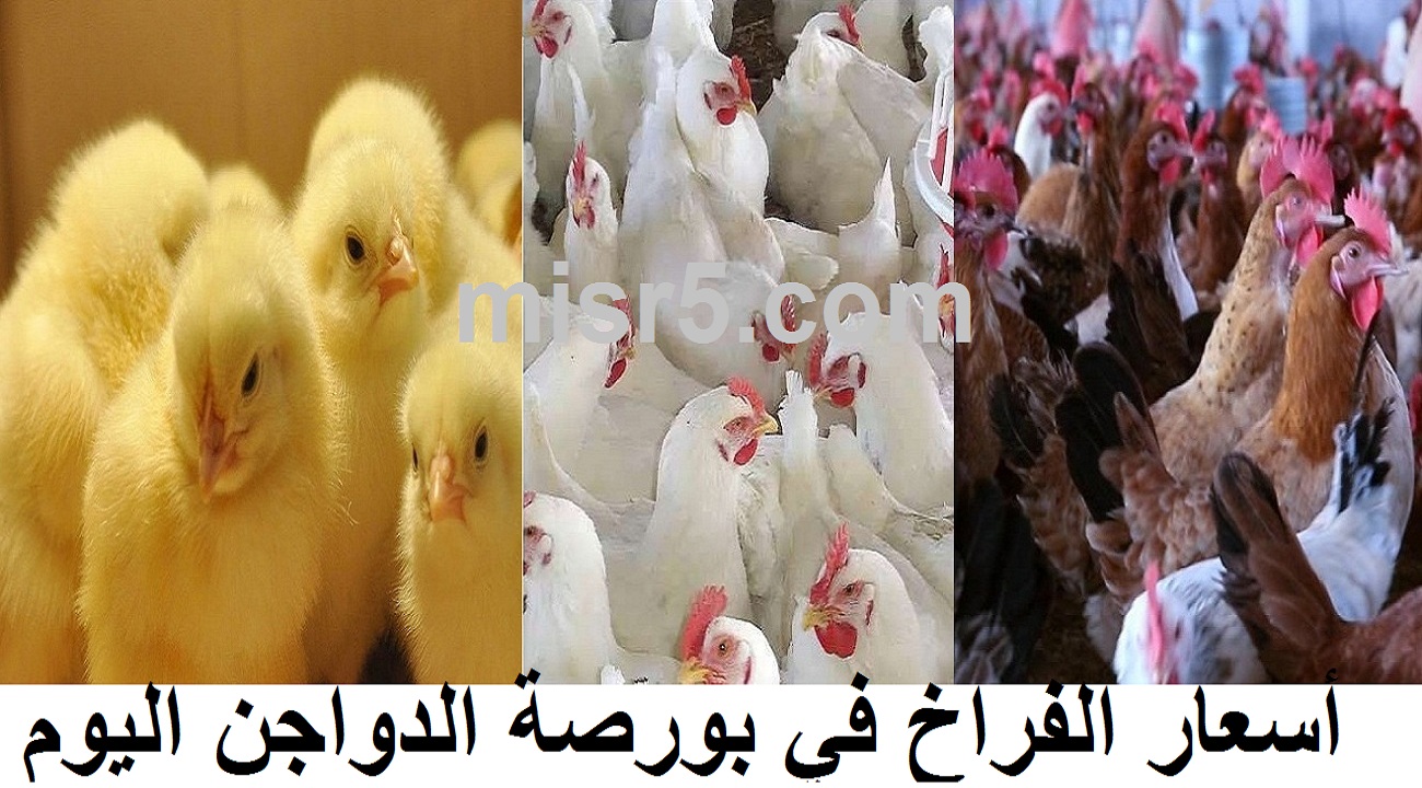 سعر الفراخ اليوم الإثنين 2 أغسطس في بورصة الدواجن وسعر الكتكوت الأبيض والبيض
