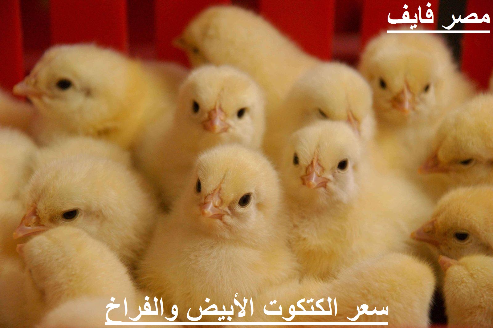 سعر الفراخ اليوم الإثنين 2 أغسطس في بورصة الدواجن وسعر الكتكوت الأبيض والبيض 2