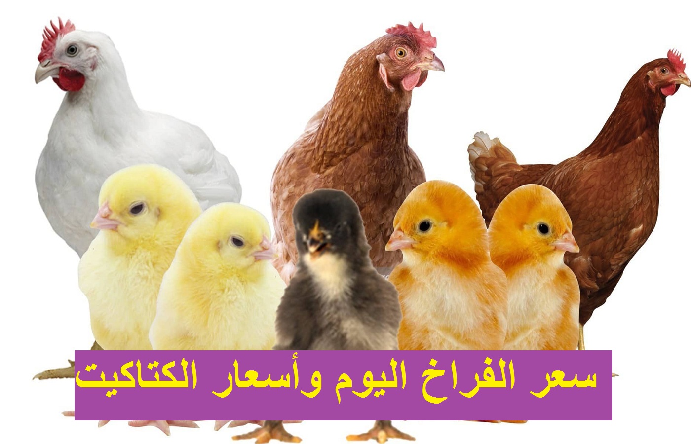 بورصة الدواجن: سعر الفراخ اليوم 27 أكتوبر وسعر الكتكوت الأبيض والبيض