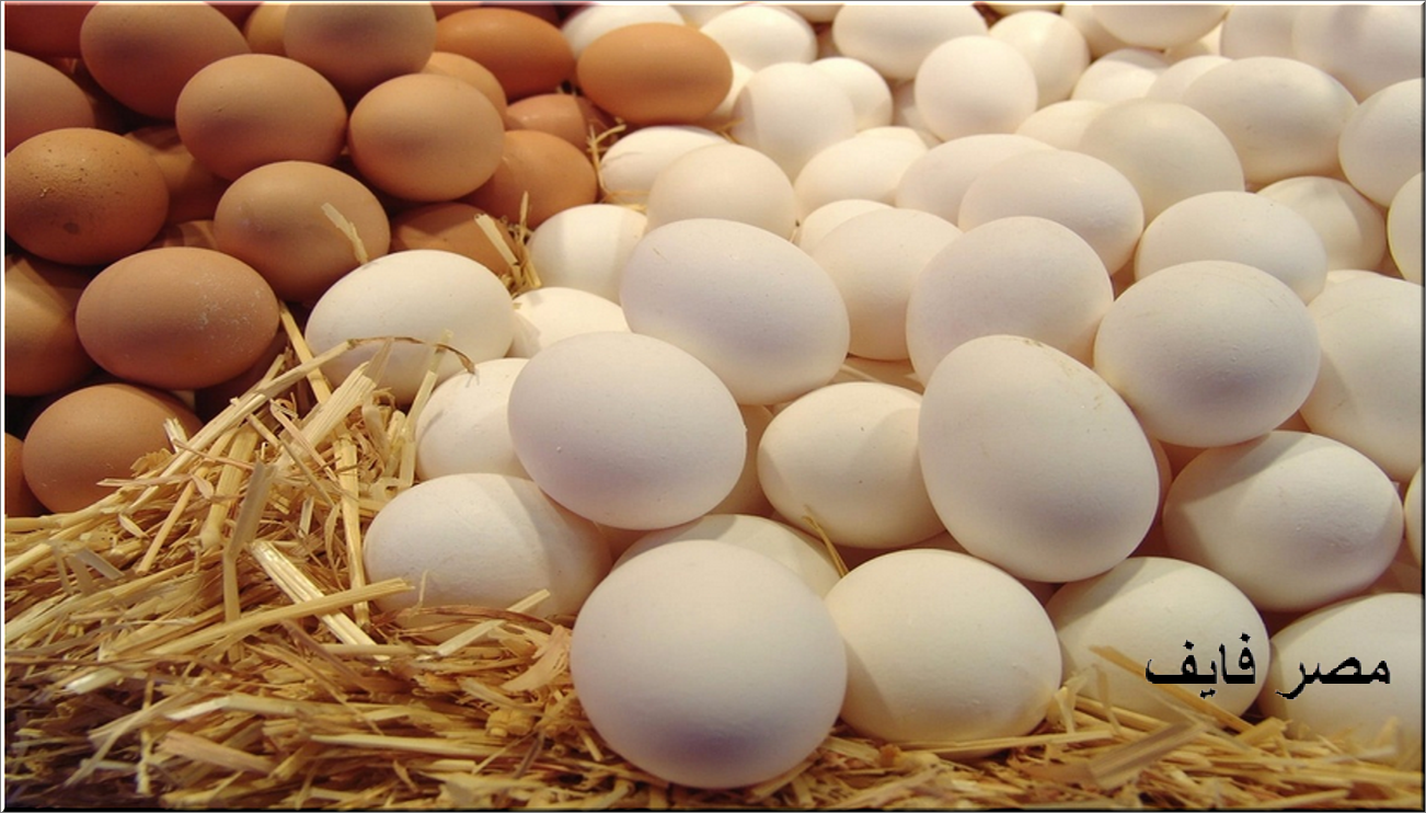 سعر طبق البيض اليوم أقل من 50 جنيه في وزارة الزراعة ومنافذ أمان