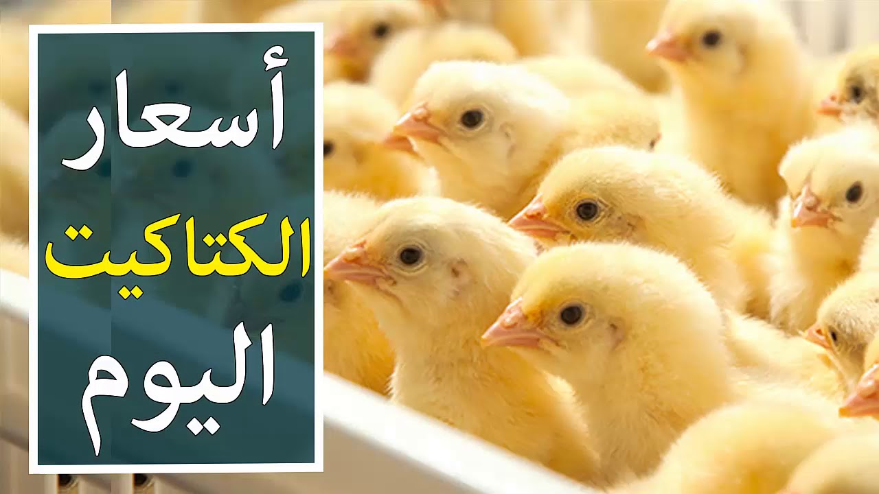 سعر الفراخ البيضاء اليوم الأحد 9 يناير 2022 وأسعار الساسو والأمهات 14