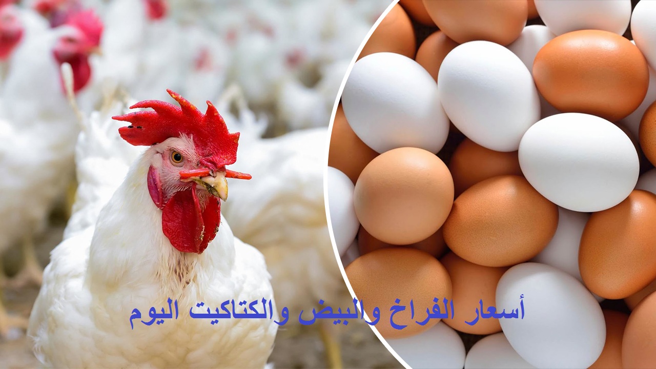 سعر الفراخ اليوم الإثنين 29 أغسطس بعد ارتفاع أسعار البيض