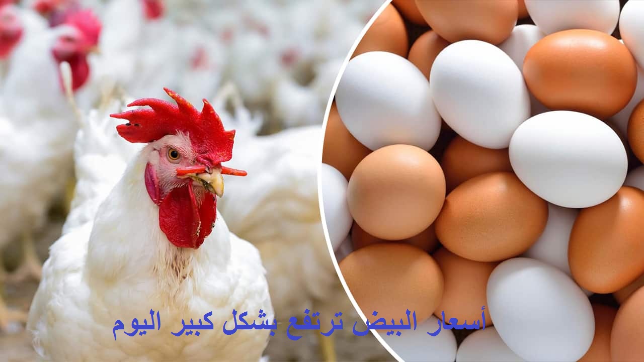 ارتفاع أسعار البيض مستمر.. سعر الفراخ اليوم وأسعار البيض والكتكوت الأبيض في بورصة الدواجن