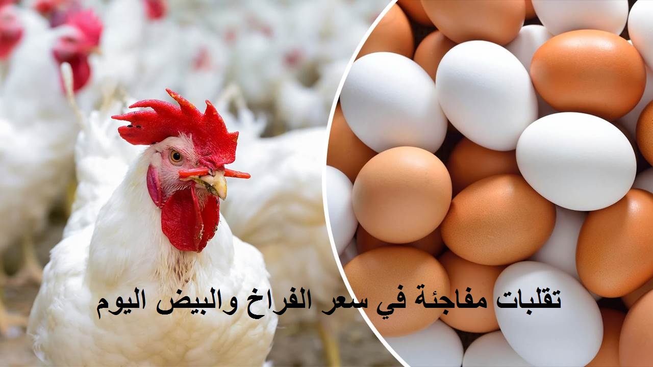 انخفاض مفاجئ في سعر الفراخ اليوم وارتفاع سعر الكتكوت الأبيض عمر يوم وزيادة أسعار البيض