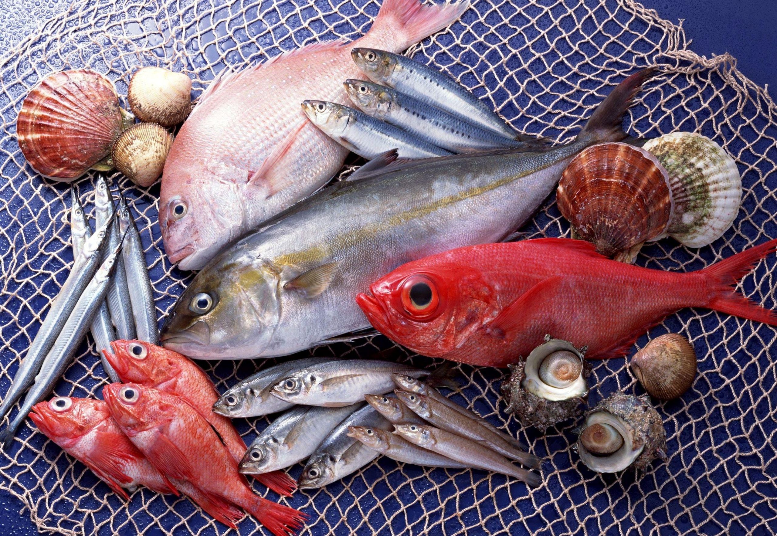 أسعار المأكولات البحرية في سوق العبور الثلاثاء 23 يناير (سمك – جمبري – استاكوزا – كاليماري) بسعر الجملة