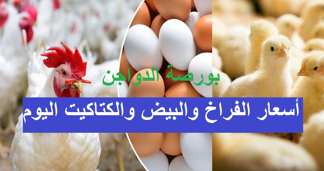 اعرف بكام سعر الفراخ اليوم وأسعار طبق البيض والكتاكيت عمر يوم بعد التغيرات الأخيرة في الأسعار