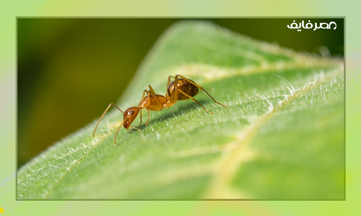 الباحثون يدربون النمل للتعرف علامات سرطان الثدي المبكرة جدا