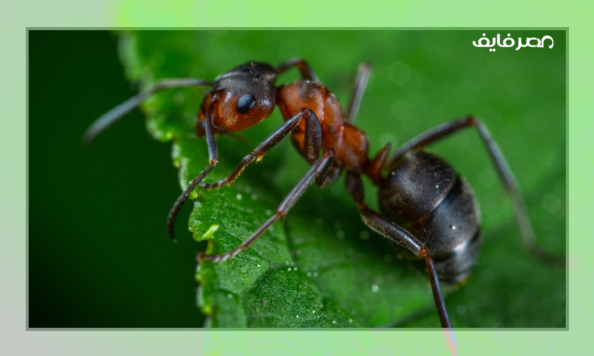 الباحثون يدربون النمل للتعرف علامات سرطان الثدي المبكرة جدا