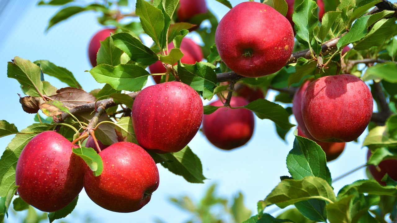 هل تعلم فوائد اكل التفاح بكثرة للجسم وقشره للبشرة؟