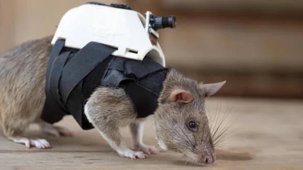 فئران مدربة تساعد على عملية إنقاذ العالقين في زلزال تركيا