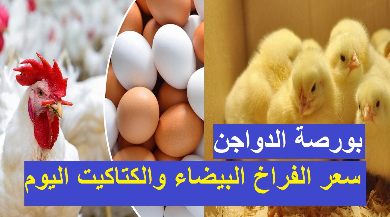 أسعار البيض والفراخ والكتاكيت في بورصة الدواجن اليوم الإثنين 27 مارس 2023