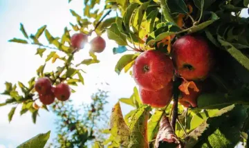 فوائد التفاح للجسم | تعرف ماذا تفعل تناول تفاحة واحدة يوميا لصحتك | ولماذا تفاحة تغنيك عن زيارة الطبيب؟