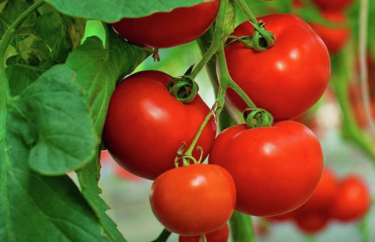 الطماطم لتخفيف أعراض الحساسية الموسمية