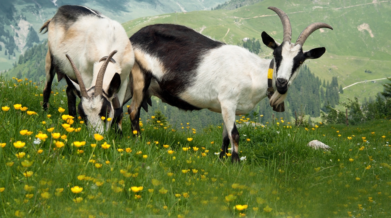 ماذا تعرف عن فوائد حليب الماعز؟ هل هو أكثر صحة من حليب البقر