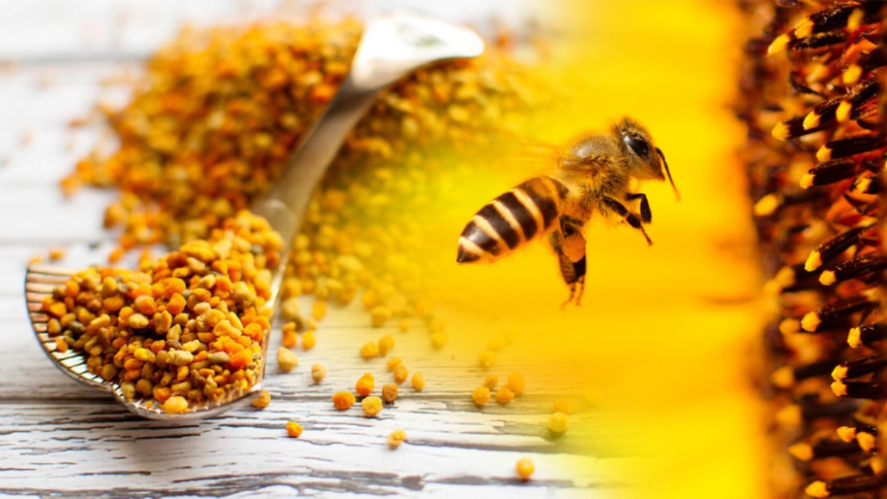 لقاح النحل لتخفيف أعراض الحساسية الموسمية