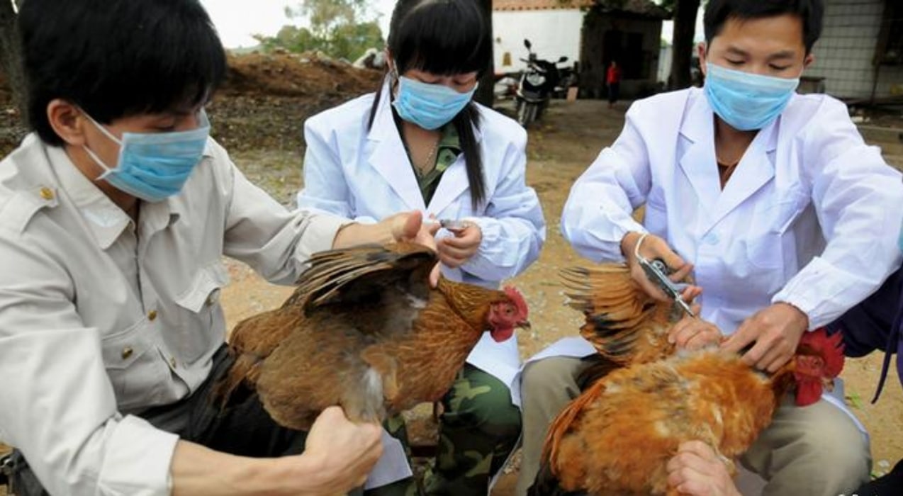 الصحة العالمية| الصين تسجل أول حالة وفاة بشرية في العالم من جراء فيروس إنفلونزا الطيور H3N8