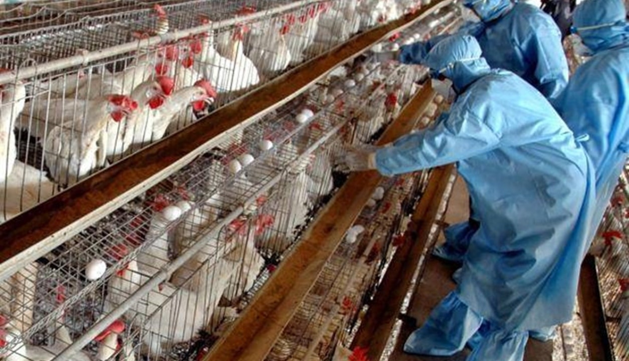الصحة العالمية| الصين تسجل أول حالة وفاة بشرية في العالم من جراء فيروس إنفلونزا الطيور H3N8