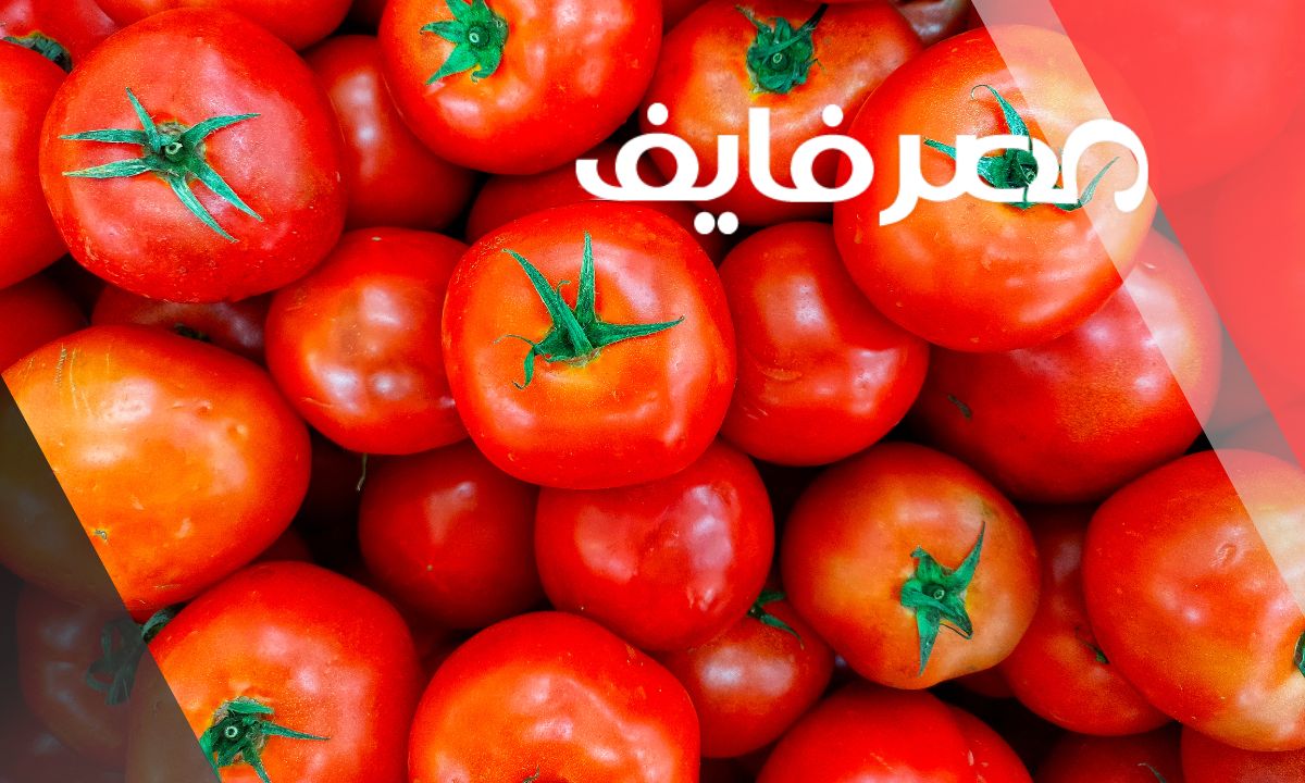 أسعار الطماطم النهاردة فى الاسواق المصرية