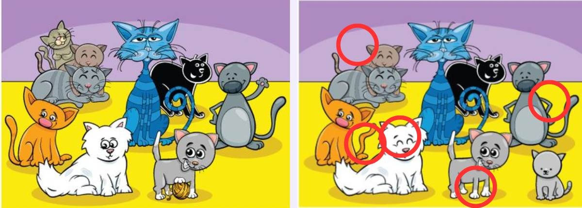 اكتشف الفرق.. يمكن فقط لمن لديه رؤية 10/10 أن يكتشف 6 اختلافات في صورة القطط خلال 24 ثانية 8