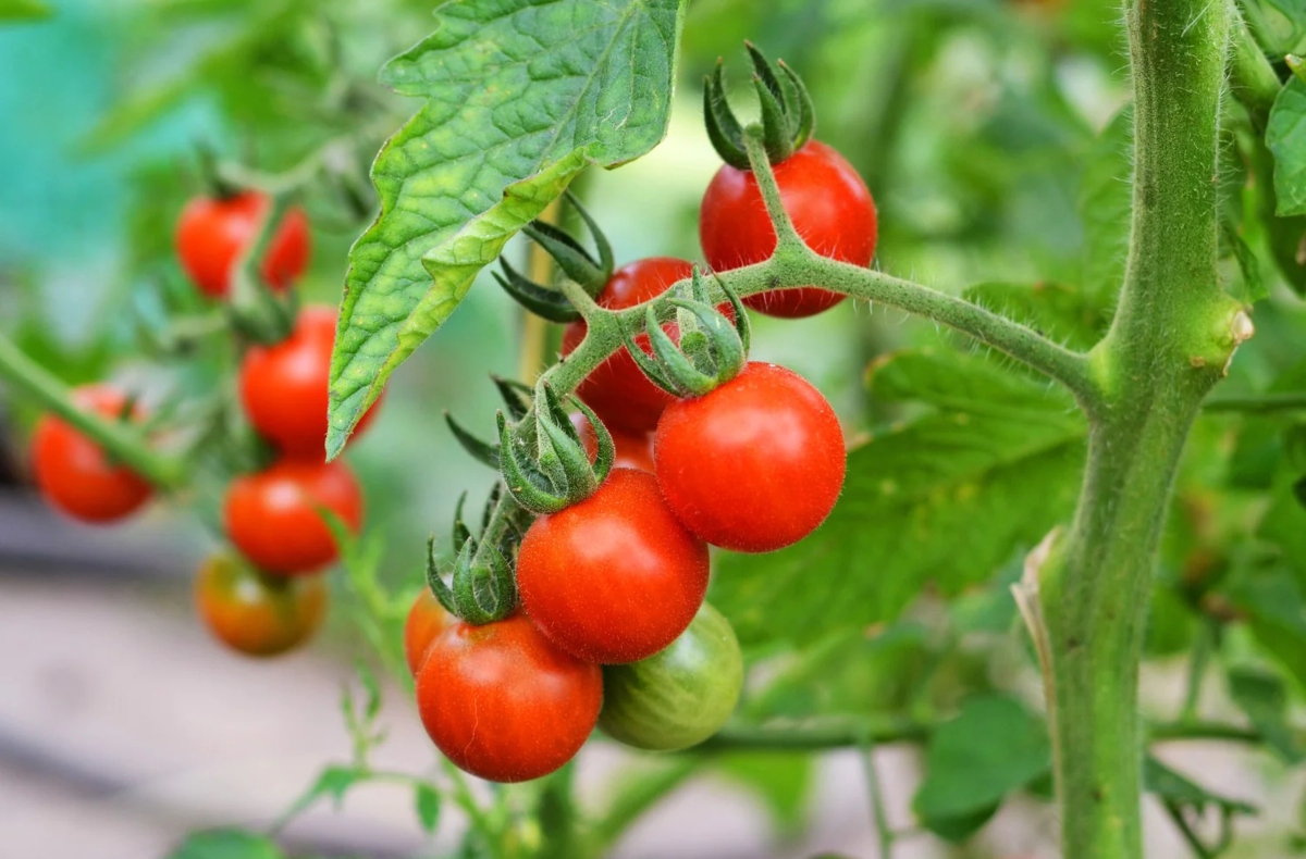 عصير الطماطم.. تعرف الاستخدامات والفوائد والآثار الجانبية والاحتياطات 8