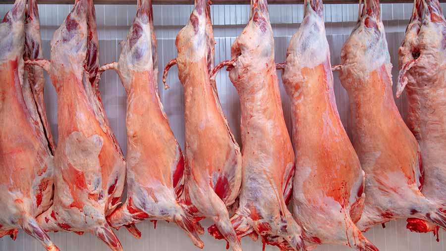 مفاجآت في أسعار اللحوم والأضاحي في منافذ وزارة الزراعة خلال عيد الأضحى 2023 الحق الفرصة
