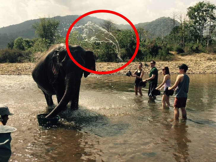 لغز بصري لأصحاب قوة الملاحظة.. يوجد فيل ثاني في الصورة هل يمكنك اكتشافه خلال 5 ثوان فقط؟ 2