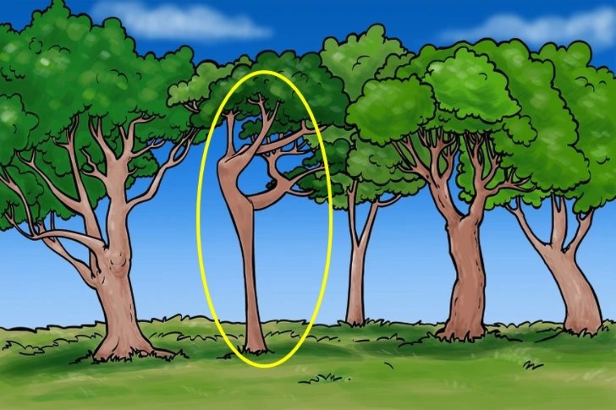 هل يمكنك اجتياز اختبار الوهم البصري؟ اكتشاف راقصة الباليه متخفية بين الأشجار في 7 ثوان
