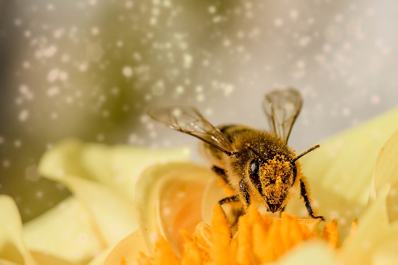 عسل النحل: الذهب الطبيعي فوائد لا تحصى ولا تعد 1