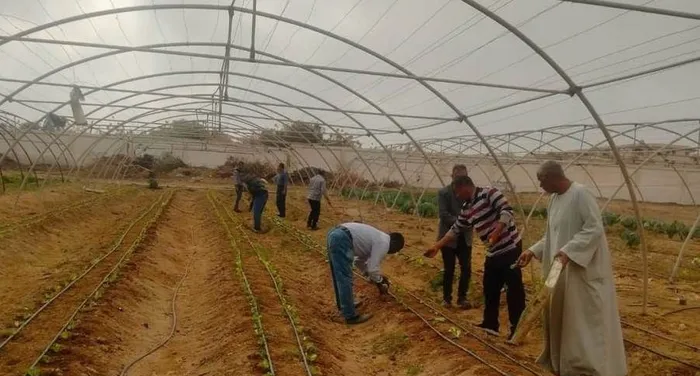 الجزائر.. يعمل جميع سكانها في الصوب الزراعية 2