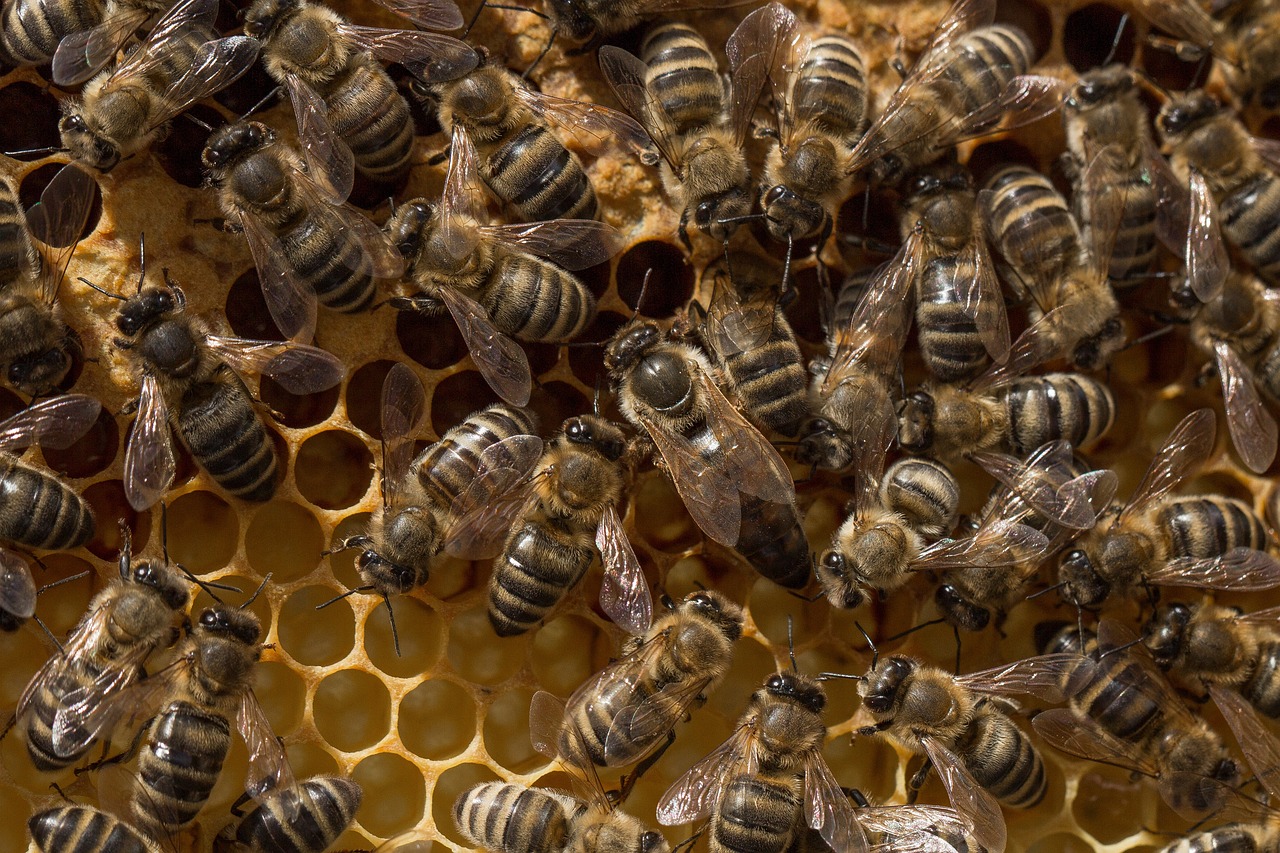 عملية تلقيح ملكة النحل: السر وراء استدامة عالم النحل