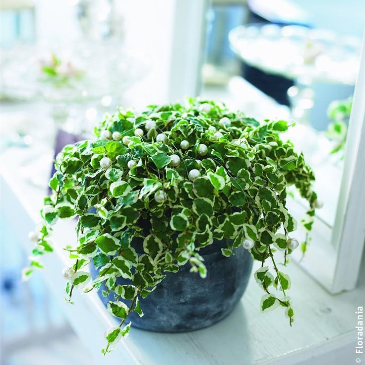 نباتات منزلية لتنقية الهواء 