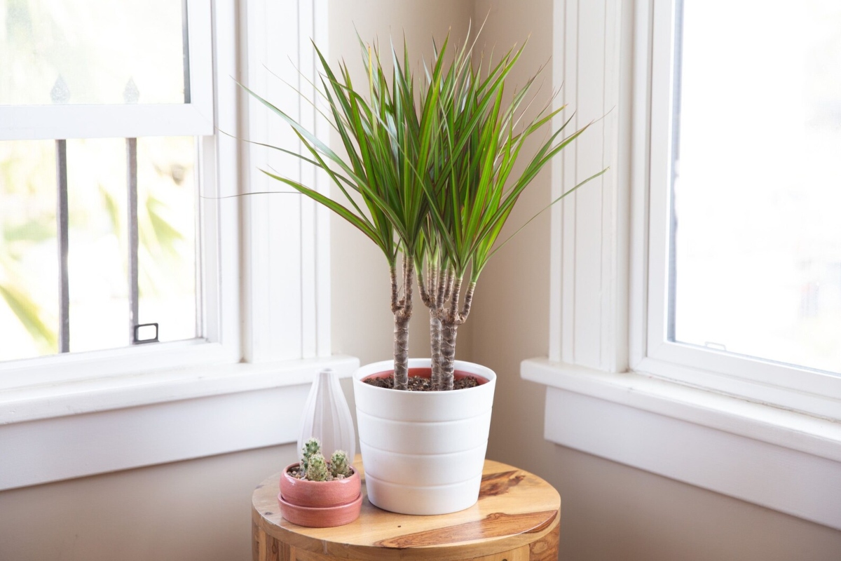 نباتات منزلية لتنقية الهواء.. أفضل 5 نباتات ولا تحتاج لأشعة الشمس المباشرة 2