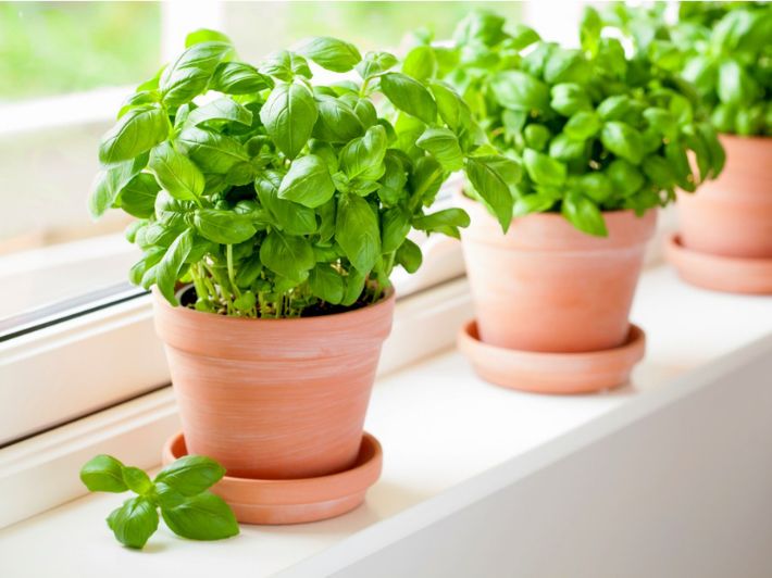 نباتات تزيد الشعور بالحب في المنزل وتنشر الطاقة الإيجابية 3