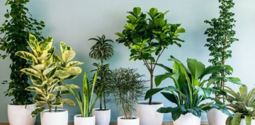 نباتات منزلية داخلية لا تحتاج للشمس استخدامها نباتات ديكور لتزيين البيت