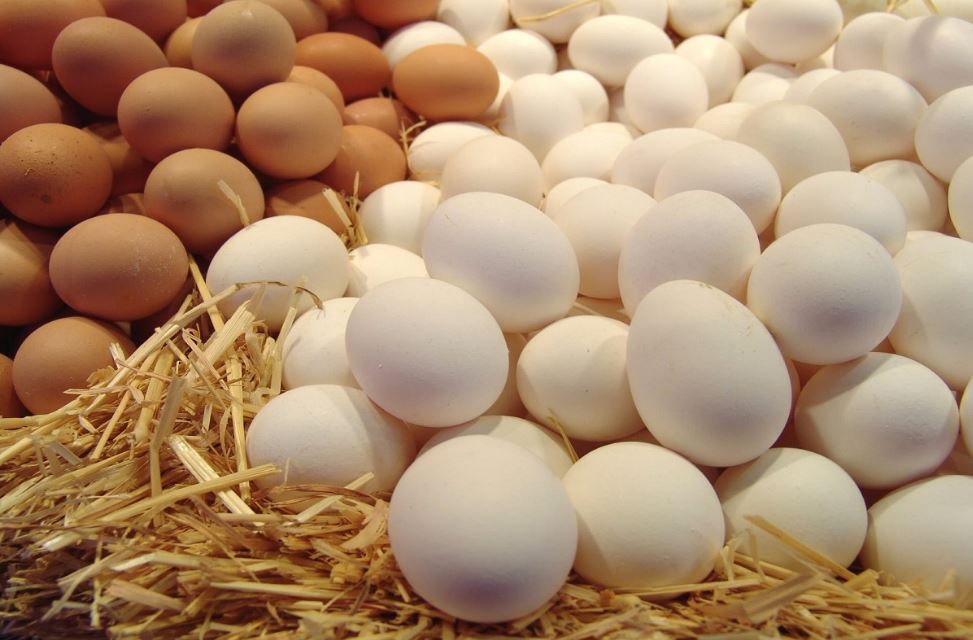 أسعار البيض في مصر بعد تقليص الأسعار