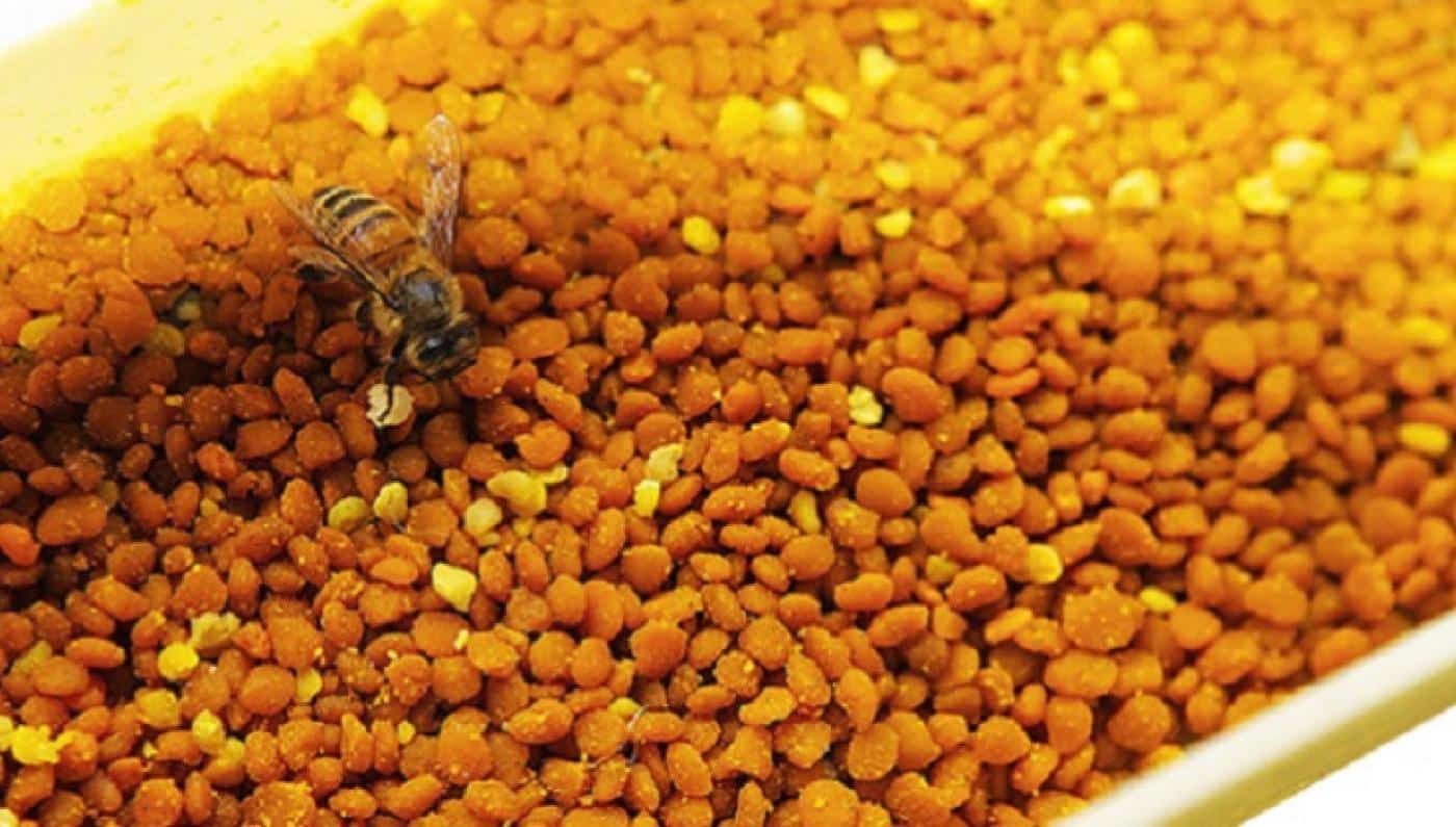 تعرف على فوائد حبوب اللقاح النحل للجسم 1
