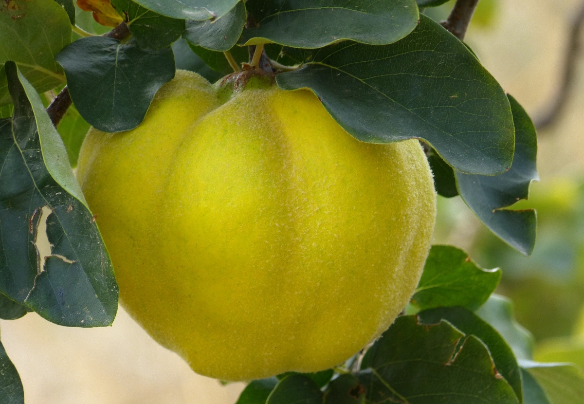 ما هي فاكهة السفرجل؟ أهم 6 فوائد صحية مثبتة وكيفية تناوله
