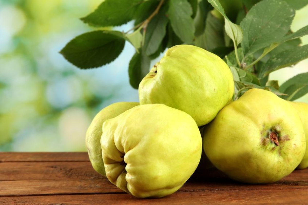ما هي فاكهة السفرجل؟ أهم 6 فوائد صحية مثبتة وكيفية تناوله