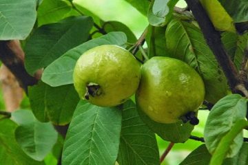 في موسمها.. اكتشف فوائد ورق الجوافة المتعددة منها الكحة والتخسيس