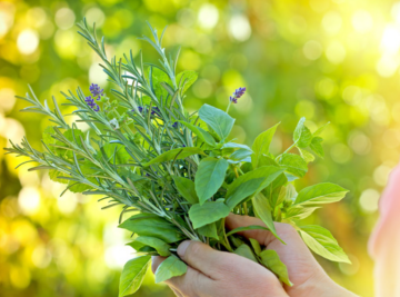 ما هي الأعشاب المفيدة لسن اليأس؟ للتقليل من الهبات السخنة