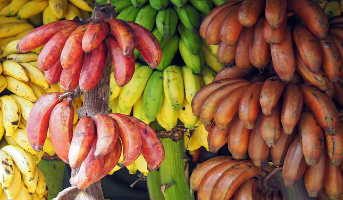 ماذا يحدث لجسمك من فوائد الموز الأحمر للصحة عند تناوله